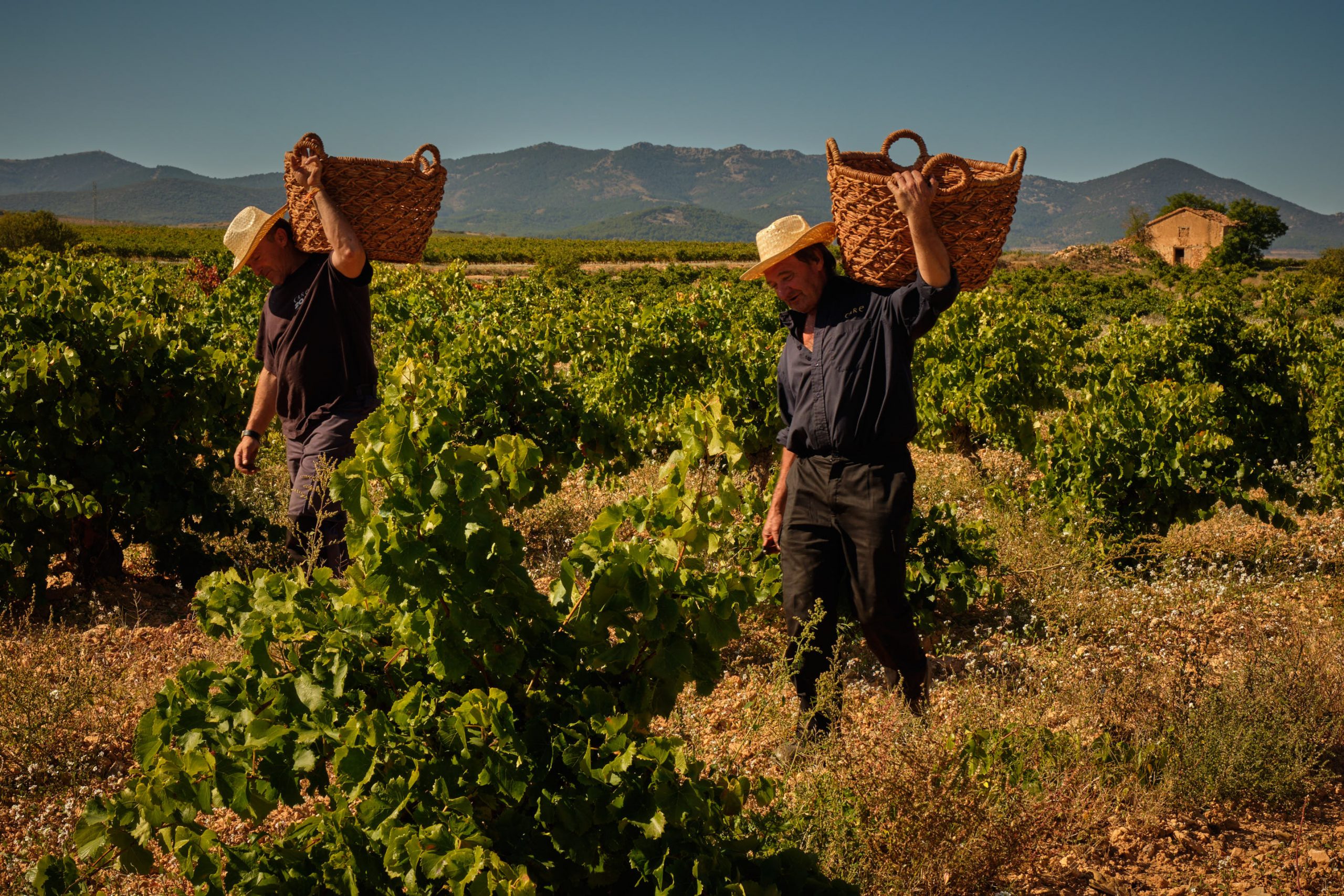 Imagen de BODEGAS CARE